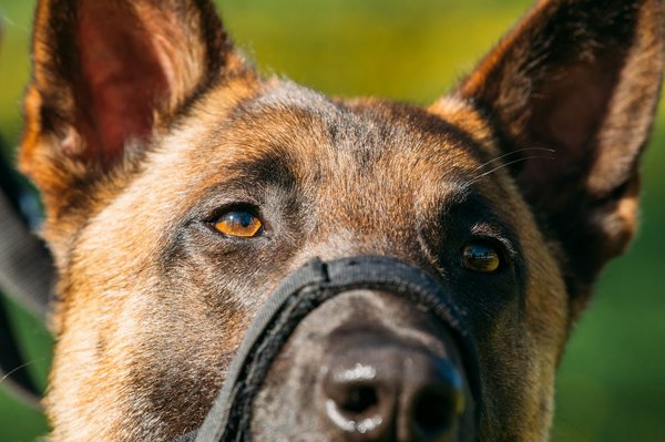 Découvrez la muselière chien pour une promenade sécurisée et fun